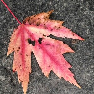 Meet your Posher, Holmes